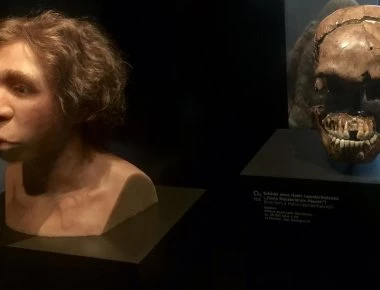 Eπαναφέρουν στην «ζωή» τον εγκέφαλο του... Νεάντερταλ για να βρεθεί θεραπεία για τα αυτοάνοσα!